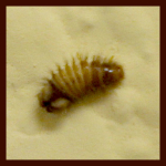 carpet beetle larva Thrasher Termite & Pest Control