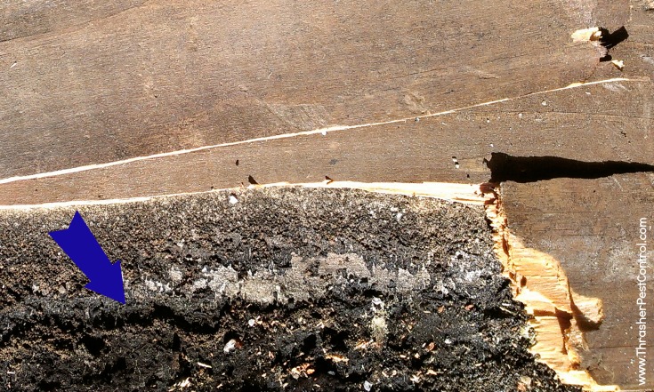 Subterranean termite tunnel is evident in the same piece of wood, once we pulled off the loose outer layer.