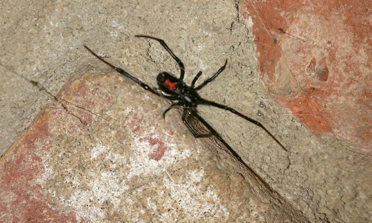 Black Widow Spider Bites On Dogs Symptoms And Treatment