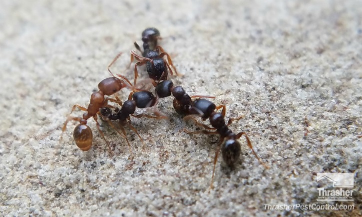 Ant Battle Tactic