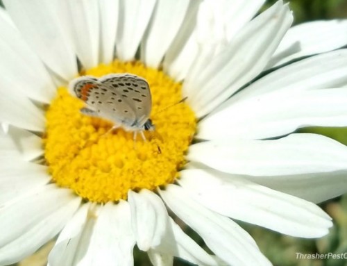 Wild Wednesday: Dainty Butterfly