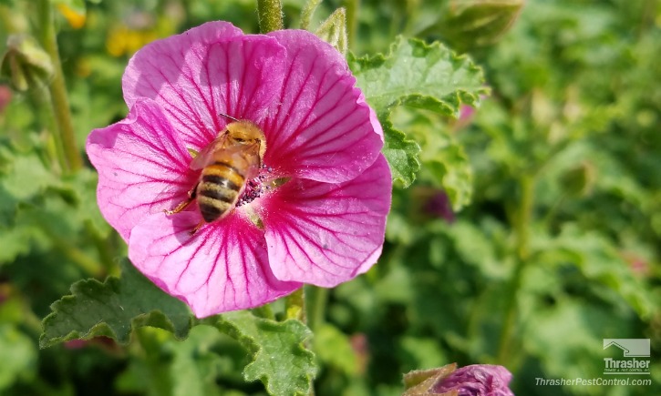 Honey bee and Mallow
