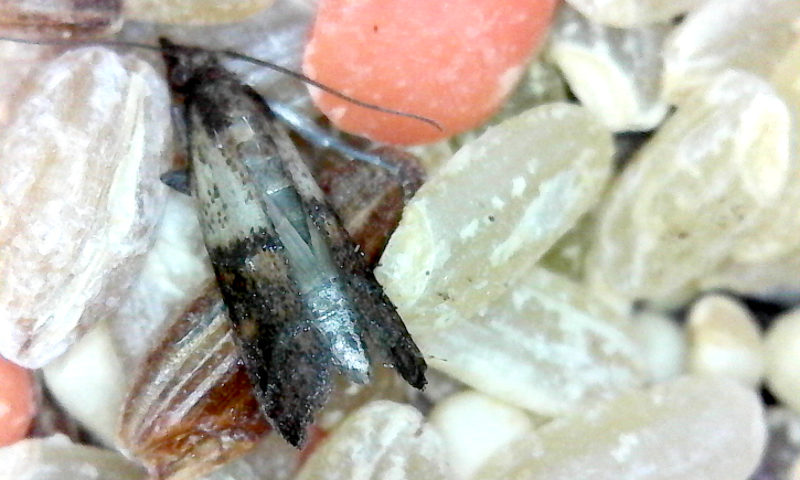 Indianmeal moth on grain