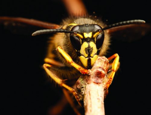 Yellowjackets: The Wasp of Summer