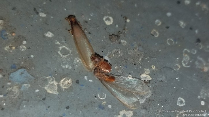 Formosan subterranean termite winged adults