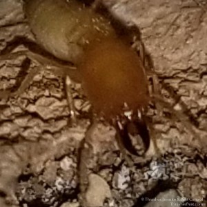 Formosan subterranean termite soldier captured in La Mesa, Calif